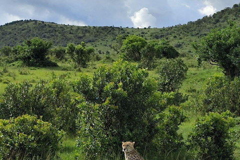 Nairobi: 3-Day epic trip to Maasai Mara Reserve with meals 3 days, 2 nights private safari to Mara in a tourist VAN
