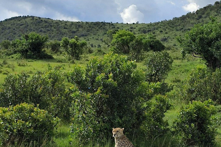 Nairobi: 3-Day epic trip to Maasai Mara Reserve with meals 3 days, 2 nights private safari to Mara in a tourist VAN