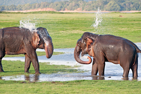 2-Day Galle to Sigiriya Tour with Minneriya Safari