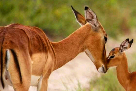 Schotia Safari – Big 5 Experience with High Lion Sightings