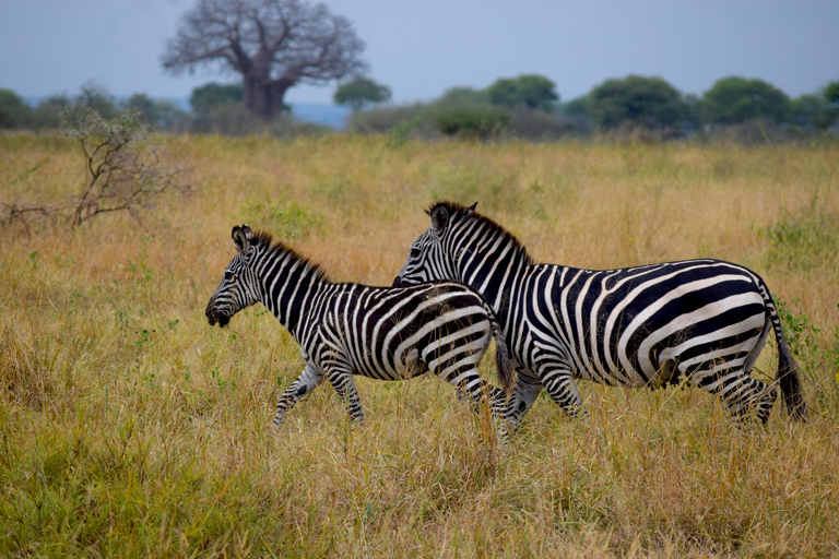 Arusha: Tarangire National Park Day Safari Joining Safari (1-2 People)