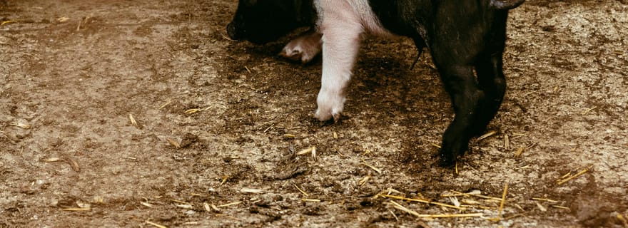 EXPÉRIENCE DE CINTA SENESE