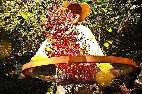 Rio de Janeiro: Coffee Farm Tour with Tasting