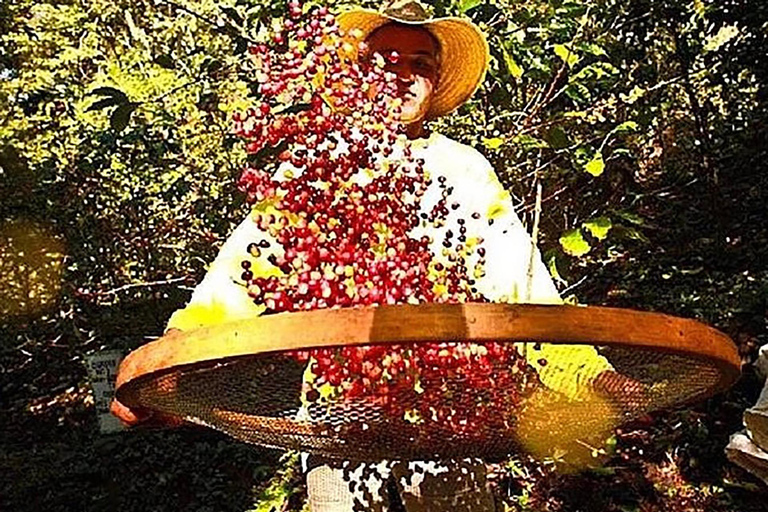 Rio de Janeiro: Coffee Farm Tour with Tasting