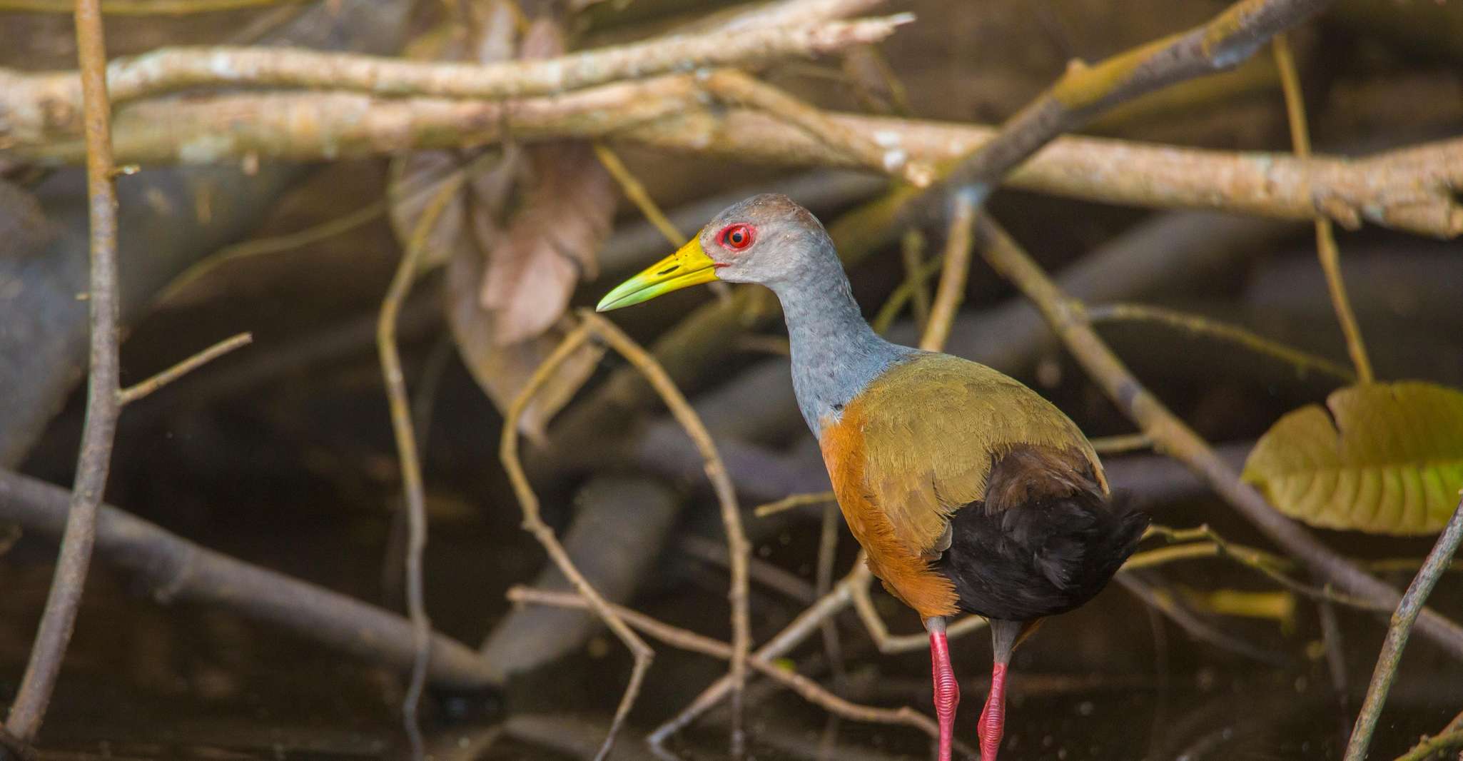 Sandoval Lake & Parrot Clay lecca 3 giorni/2 notti - Hizvo