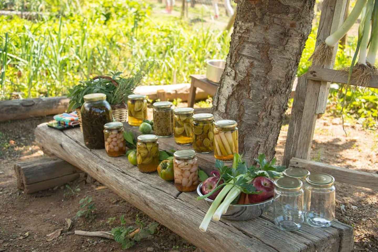 Pelion Private Nature Experience : Farm-to-Table Cooking