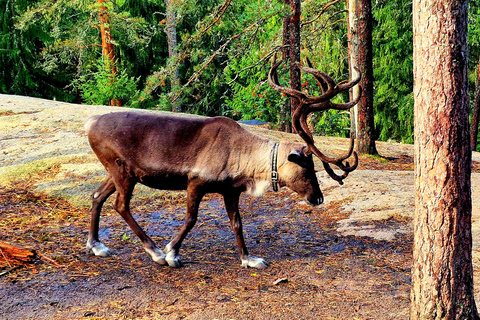 Helsinki: Buggy Ride, Reindeer Farm Visit, and Picnic