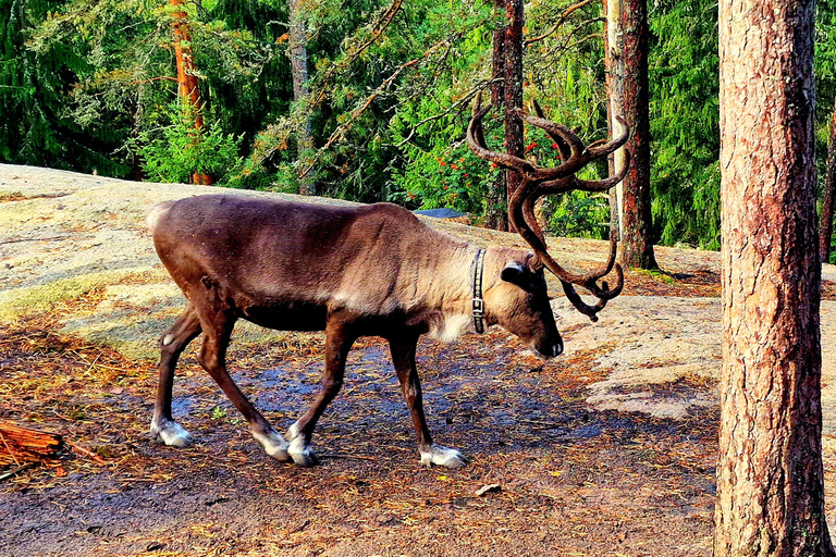 Helsinki: Buggy Ride, Reindeer Farm Visit, and Picnic