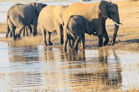 Chobe Safari from Victoria Falls: Game Drive & Cruise