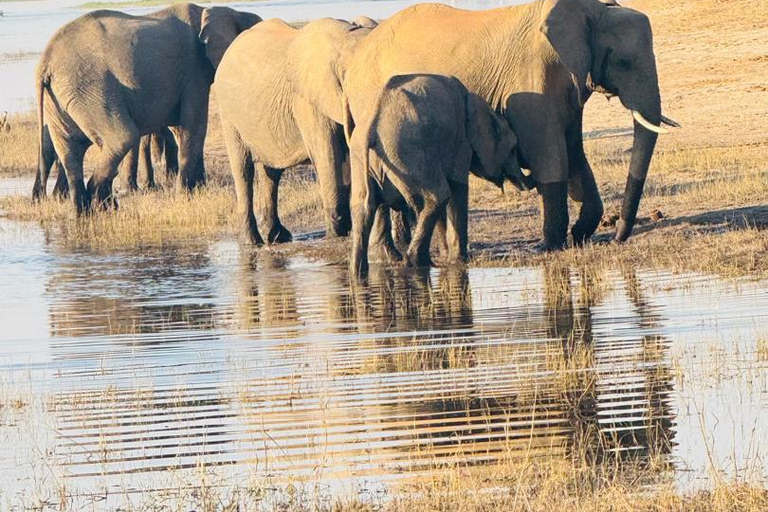 Chobe Safari from Victoria Falls: Game Drive & Cruise