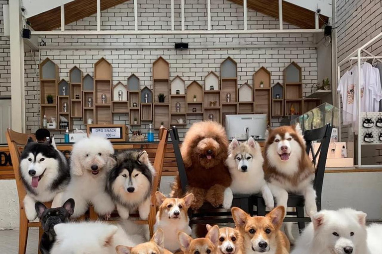 Busan: Excursão guiada de um dia com tema K-drama, café com animais de estimação e piqueniqueBusan: Excursão guiada de um dia com café para animais de estimação e piqueniqu