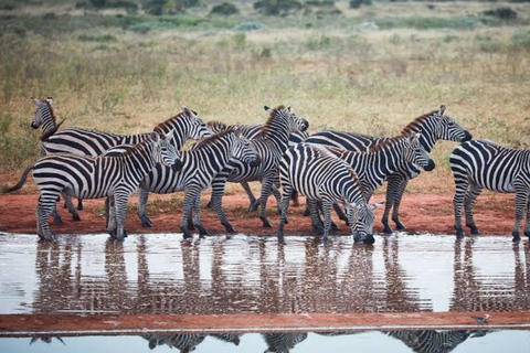 From Mombasa: 2-Day Tsavo East & Ngutuni Safari with Lodge