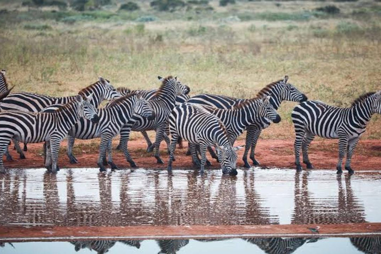 From Mombasa: 2-Day Tsavo East & Ngutuni Safari with Lodge