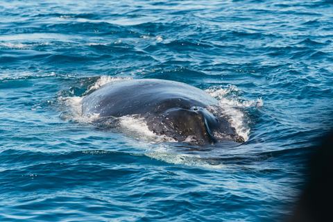 Hervey Bay: Exclusive Whale Watch Encounter Hervey Bay: Exclusive Whale Watch Encounter