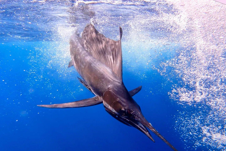 ZANZIBAR BIG FISHING