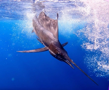 Aventura de pesca en Zanzíbar