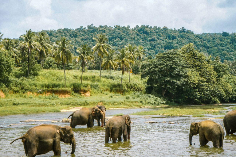 Ella to Anywhere: Private Scenic Journey & Flexible Stops Private Car with Driver – Up to 125 km (Island-wide)