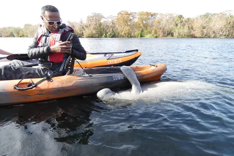 Orlando: Small Group Manatee Discovery Kayak Tour