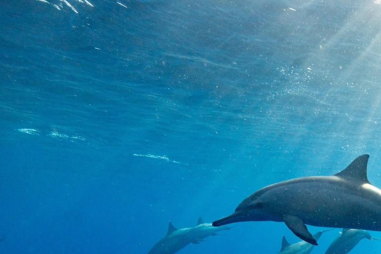 Tour dei delfini e nuoto con le tartarughe marine e grotta di Kuza