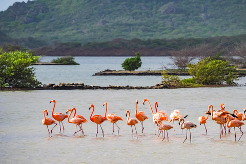 Willemstad: Hato Caves, Turtle Beach, Kenepa, and Flamingos