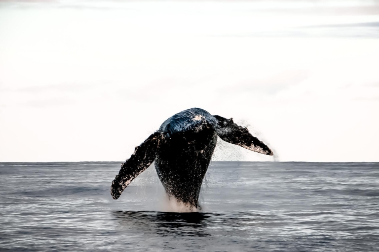 Coucher de soleil et observation des baleines à Waikiki
