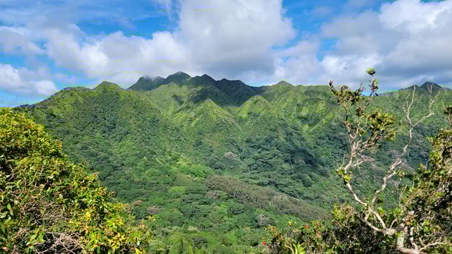 Honolulu: Hawaiian Volcanic Rainforest Hike