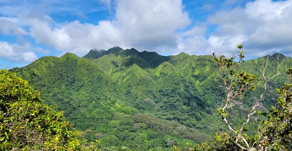 Honolulu: Hawaiian Volcanic Rainforest Hike