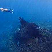 Nusa Penida: Manta Bay & Manta Point Snorkeling Trip