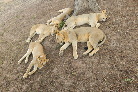 Safari 3-Days from Zanzibar to Mikumi National Park by ferry Come to meeting point "Dar es Salaam SGR station"
