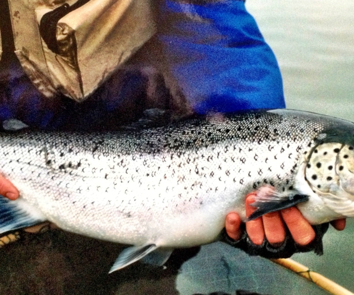 Sea Trout Fishing in the Stockholm Archipelago