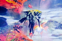 Dubai, Aquarium & Burj Khalifa Level 124, 125 Combo Ticket - Housity