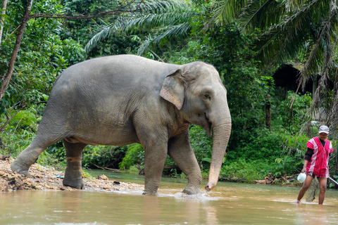 Khao Lak Ethical Elephant Sanctuary Visit & River Tubing Khaolak: Elephant Sanctuary Visit & River Tubing Tour