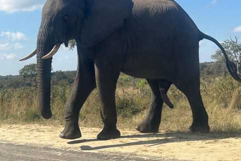 One day Kruger National Park tour: Start at Johannesburg