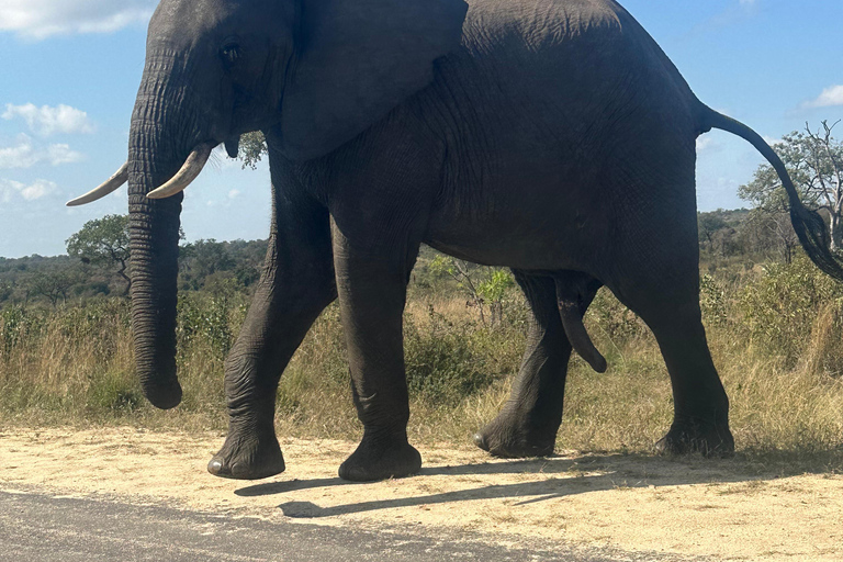 One day Kruger National Park tour: Start at Johannesburg