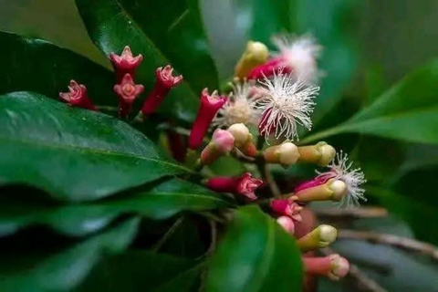 Zanzibar: Spice Farm, Stone Town or Jozani Forest with lunch Spice Farm Experience with lunch – (No Transport)