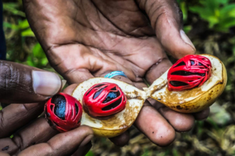 Zanzibar:Zipline Adventure at Masingini Forest & Spice Farm.