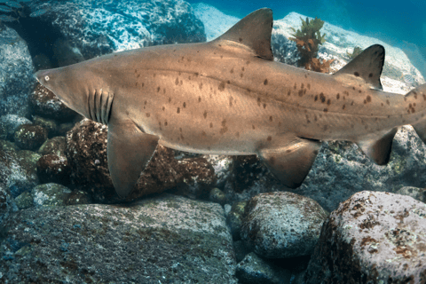 Bondi: Immersione con gli squali a Bushrangers Bay per subacquei certificati