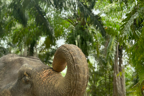 Krabi Mangrove Kayak &Elephant Shelter with Private Transfer Krabi: Mangrove Kayak&Elephant Shelter with Private Transfer