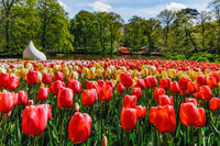 Da Amsterdam, Keukenhof Ingresso e andata e ritorno Shuttle Bus - Hizvo