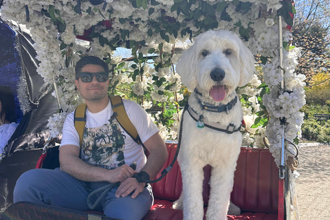 NYC : visite guidée de luxe en vélo-taxi dans Central ParkNew York : visite guidée de luxe en vélo-taxi dans Central Park