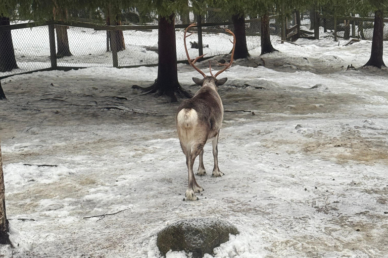 Rovaniemi: Ranua Zoo Guided Tour with Transfers