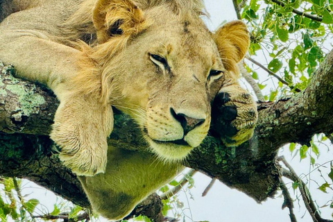 from Zanzibar: 3-Days Mikumi national park Safari with Train