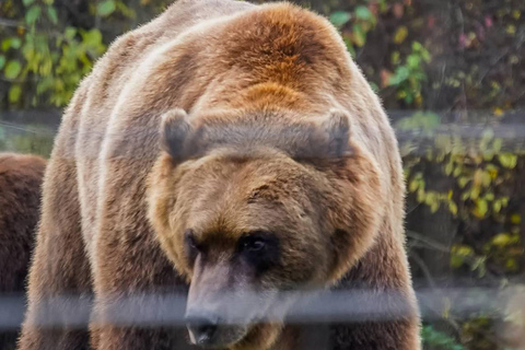 Brașov: Dracula's Castle, Bear Sanctuary, & Cave Tour