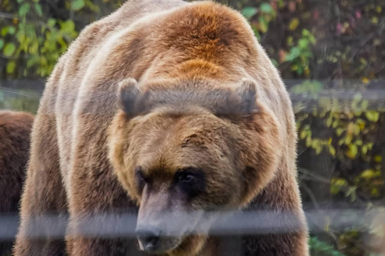 Brașov: Dracula's Castle, Bear Sanctuary, & Cave Tour