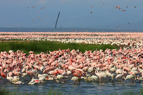 Lake Nakuru national park day trip from Nairobi