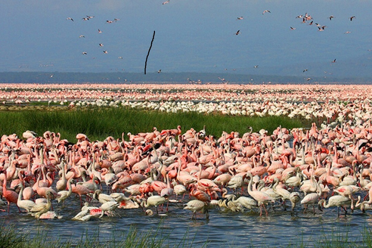 Lake Nakuru national park day trip from Nairobi