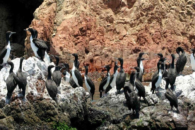 Full Day Paracas Ballestas Islands, City Tour Ica Tubular