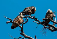 Plavnik Island & Wild Bays Boat Ride with Captain Bobo (4h) - Housity