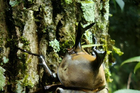 São Paulo & Atlantic Forest: Serra do Mar State Park Tour