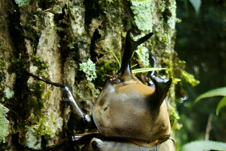 São Paulo & Atlantic Forest: Serra do Mar State Park Tour